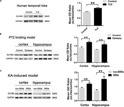 Olfactomedin-3 Enhances Seizure Activity by Interacting With AMPA Receptors in Epilepsy Models